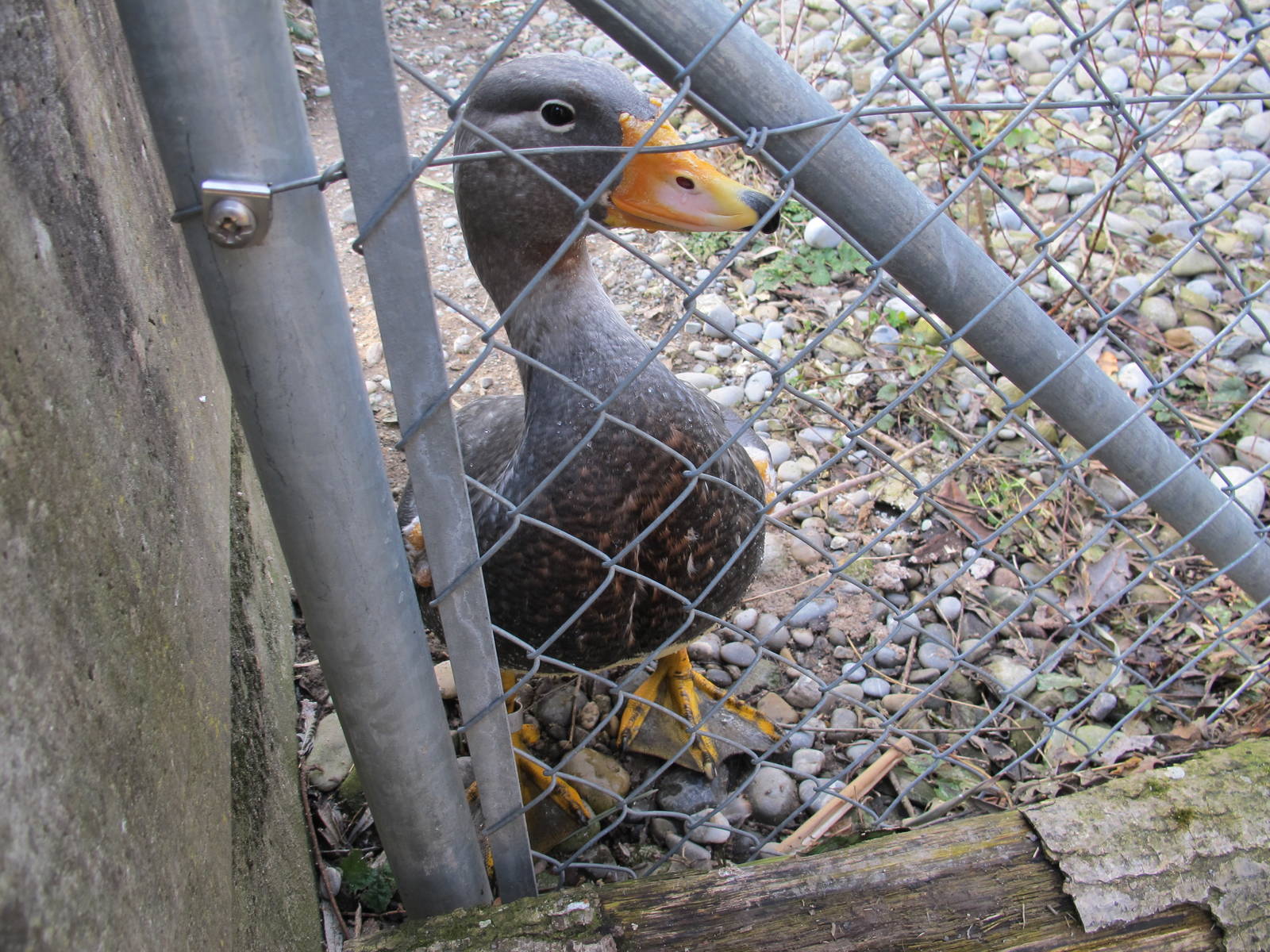 Falkland Flightless Steamer Duck - Zurich Zoo