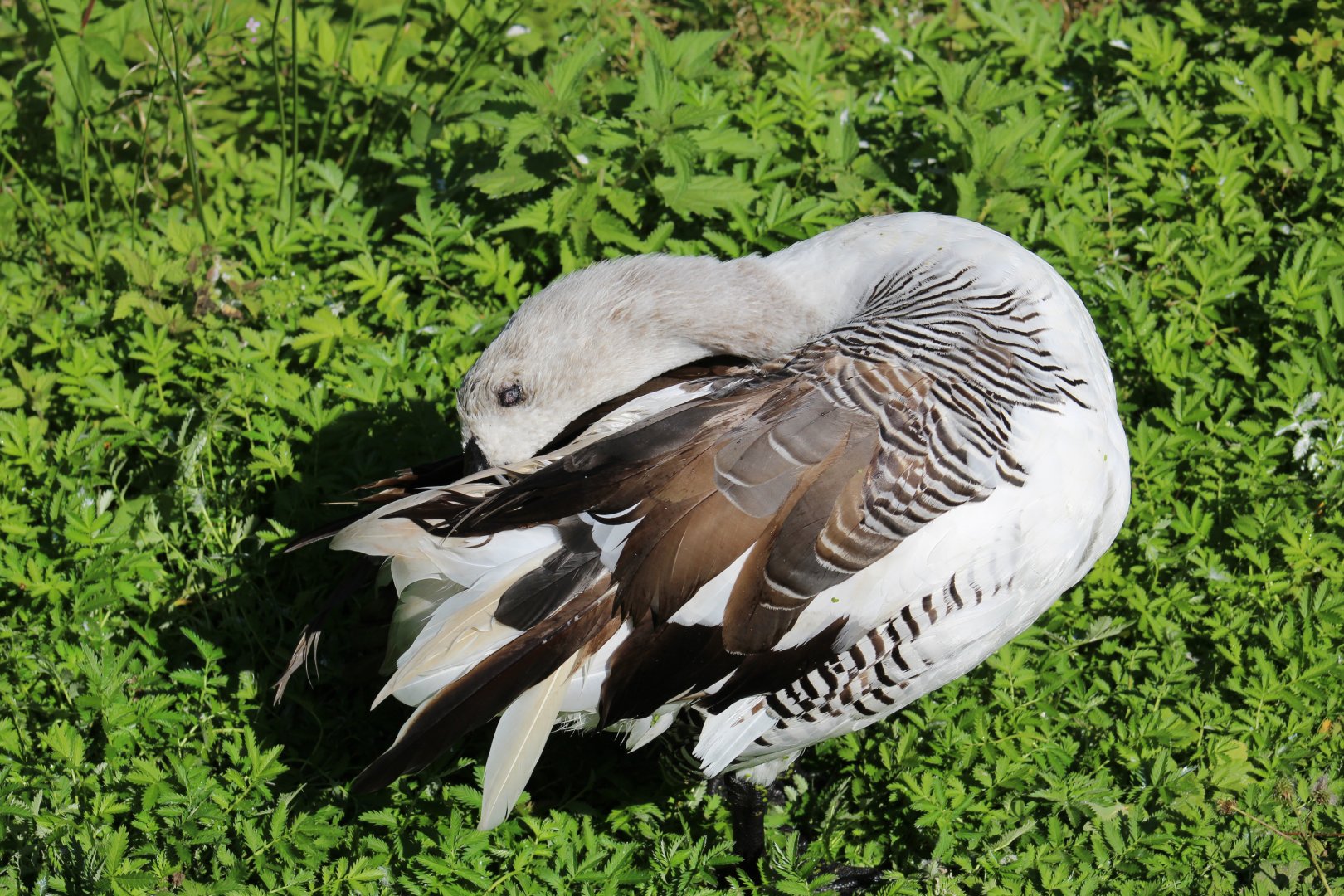 Falkland Magellan Goose