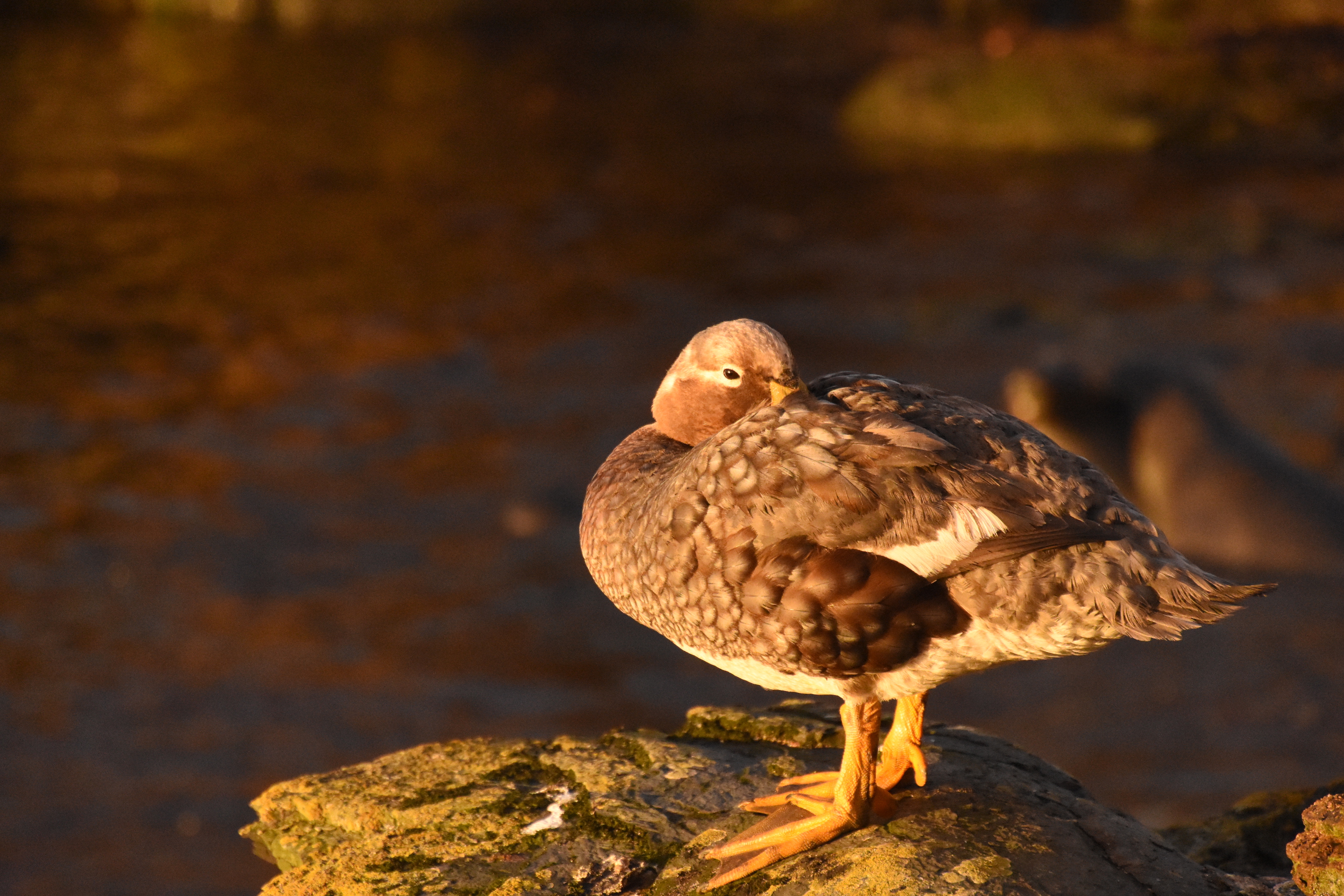 Falkland steamer duck