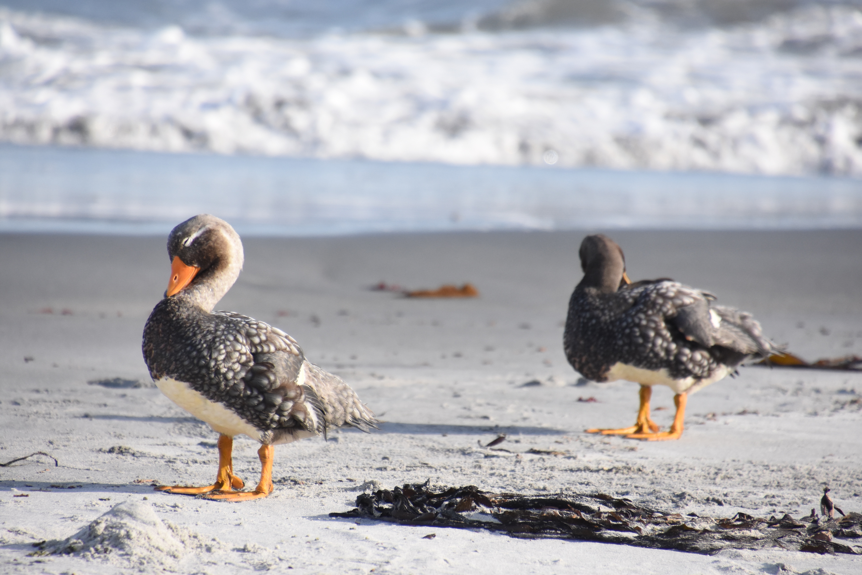 Falkland steamer duck