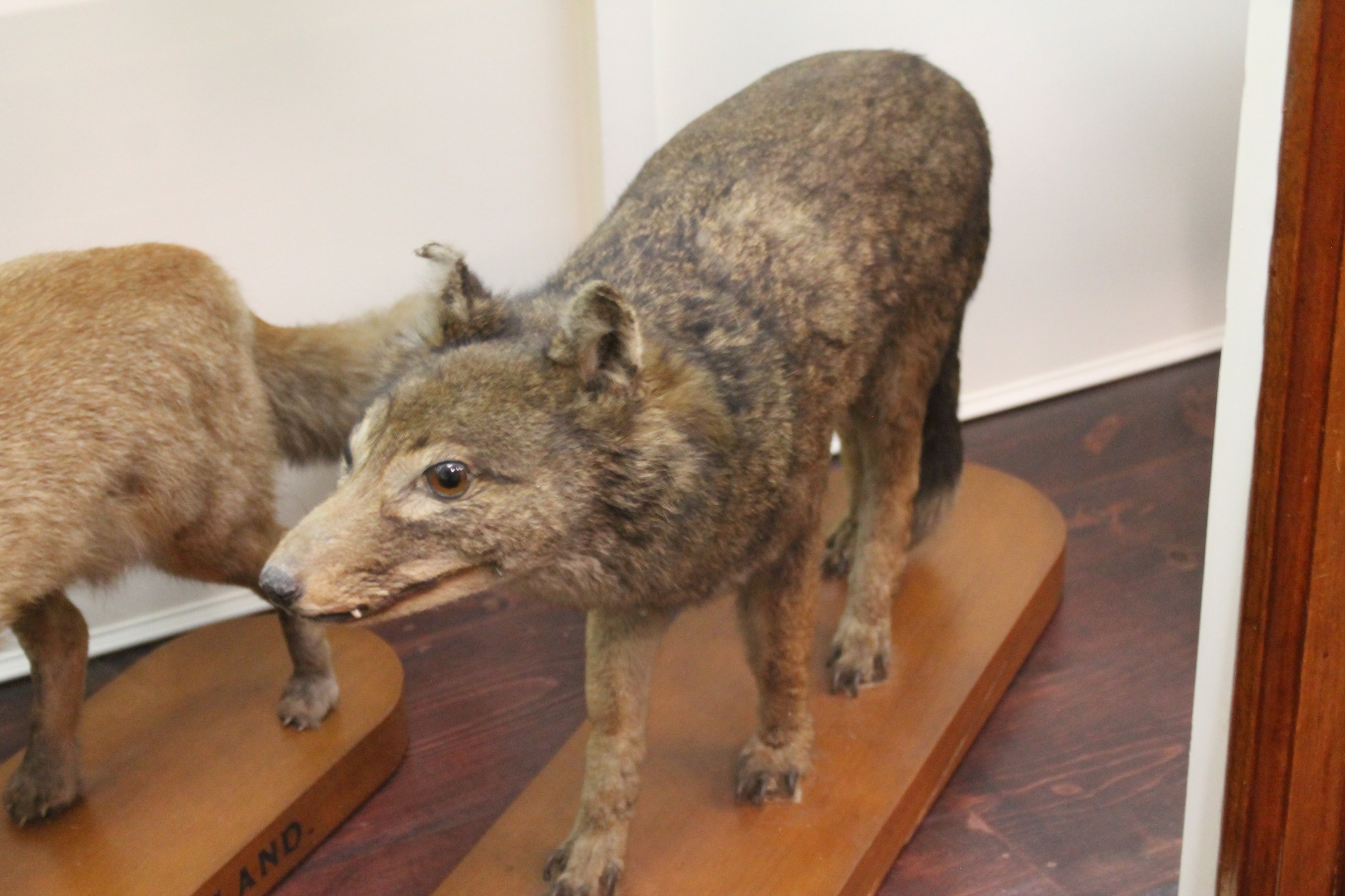 Falklands Island Wolf (Dusicyon australis), Otago Museum