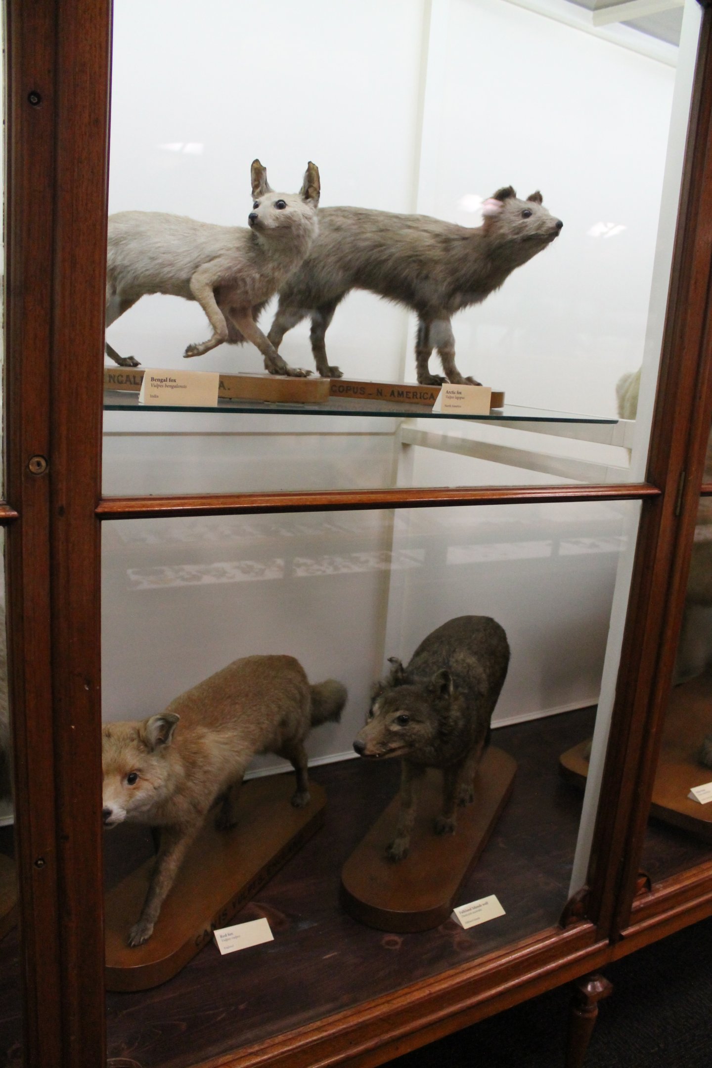 Falklands Island Wolf (Dusicyon australis), Otago Museum