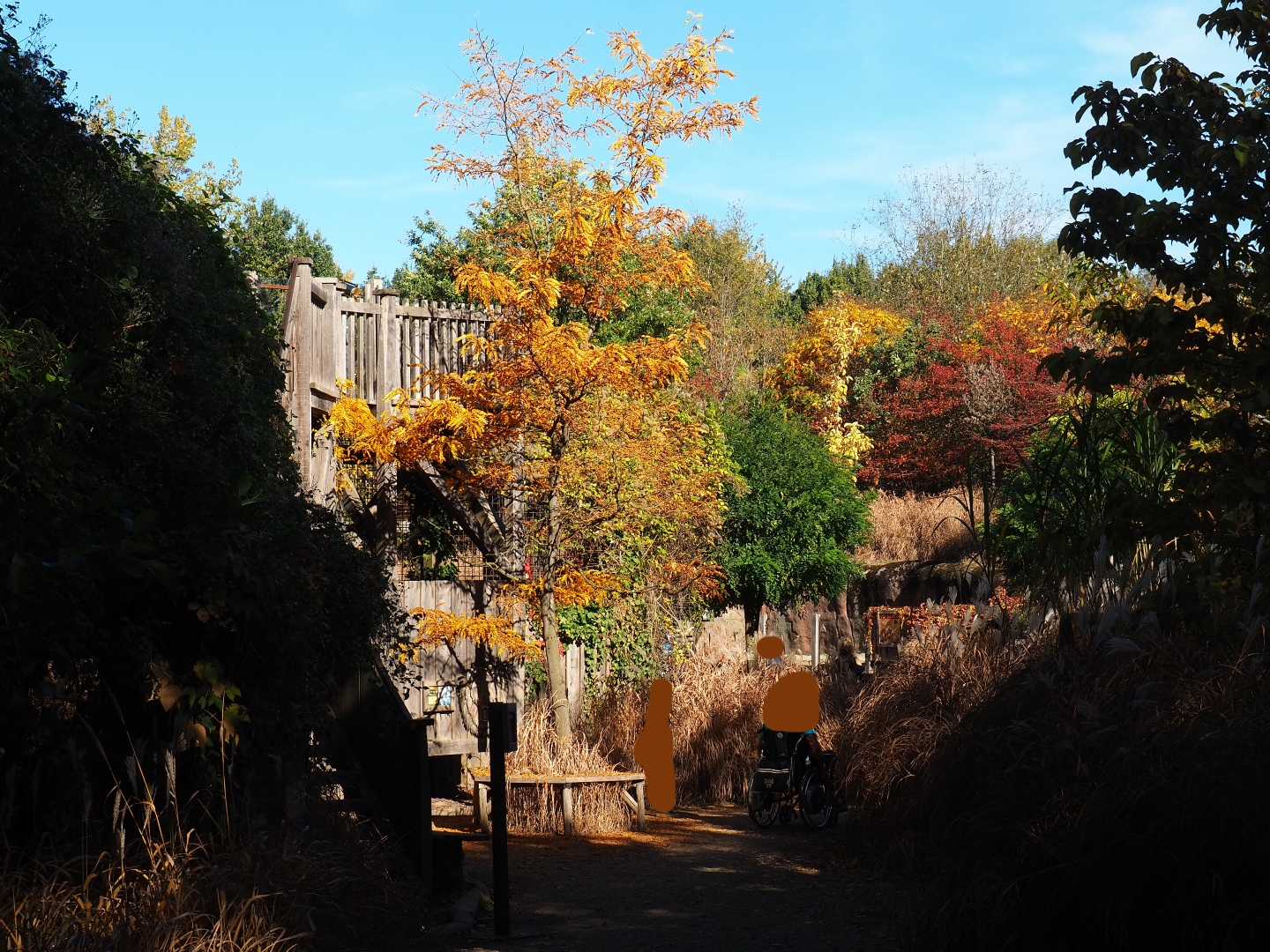 Fall colors near the lion exhibit (Oct 13th, 2018)
