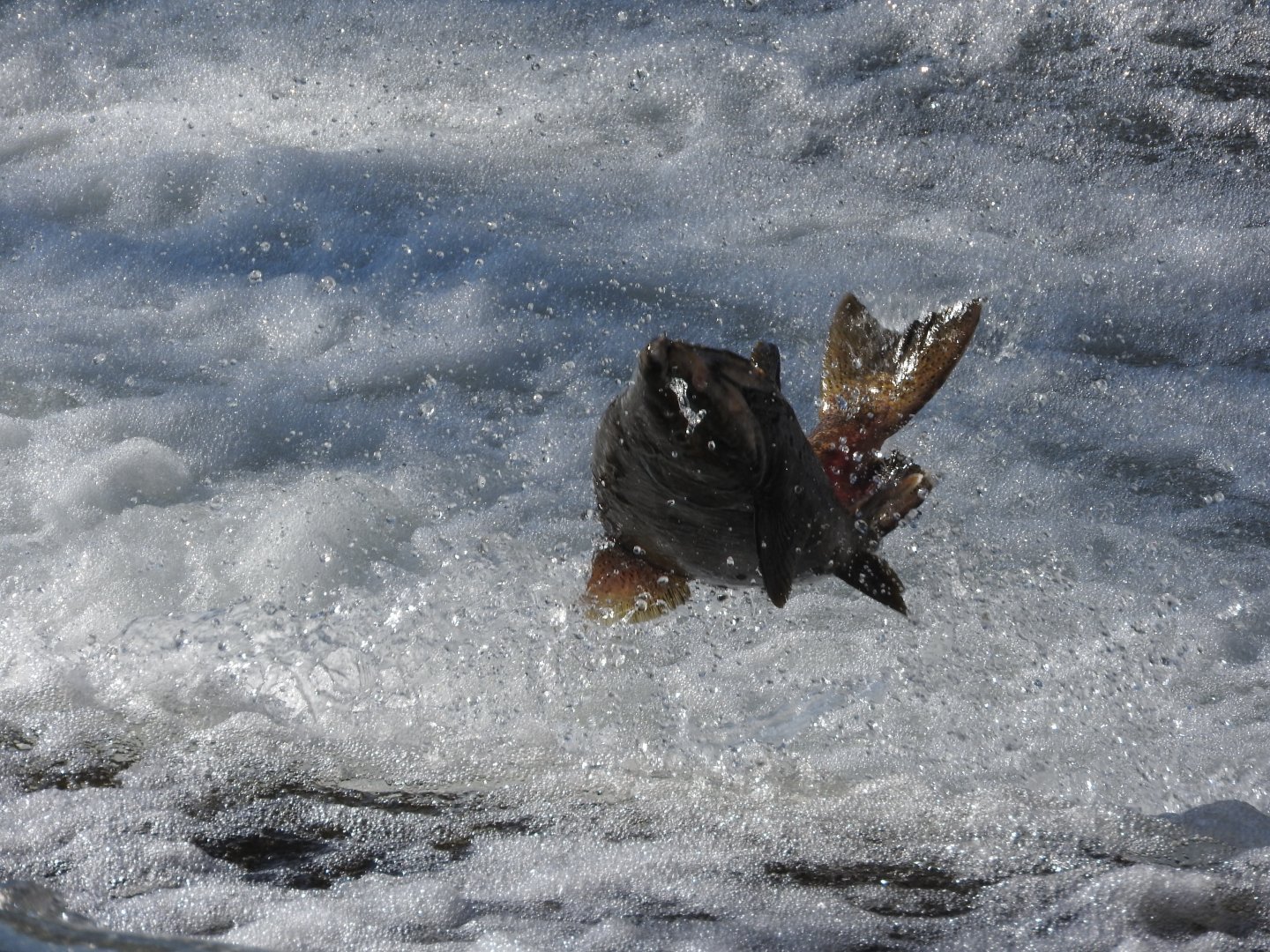 Fall run Chinook Salmon