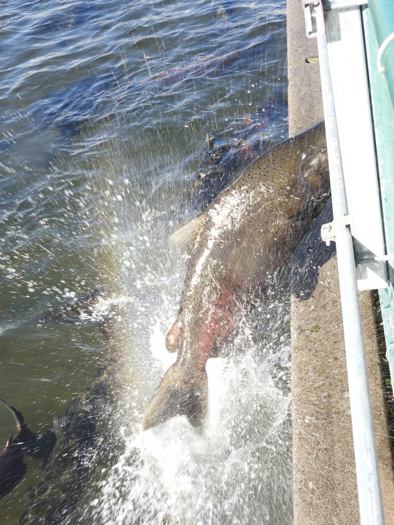 Fall run Chinook Salmon