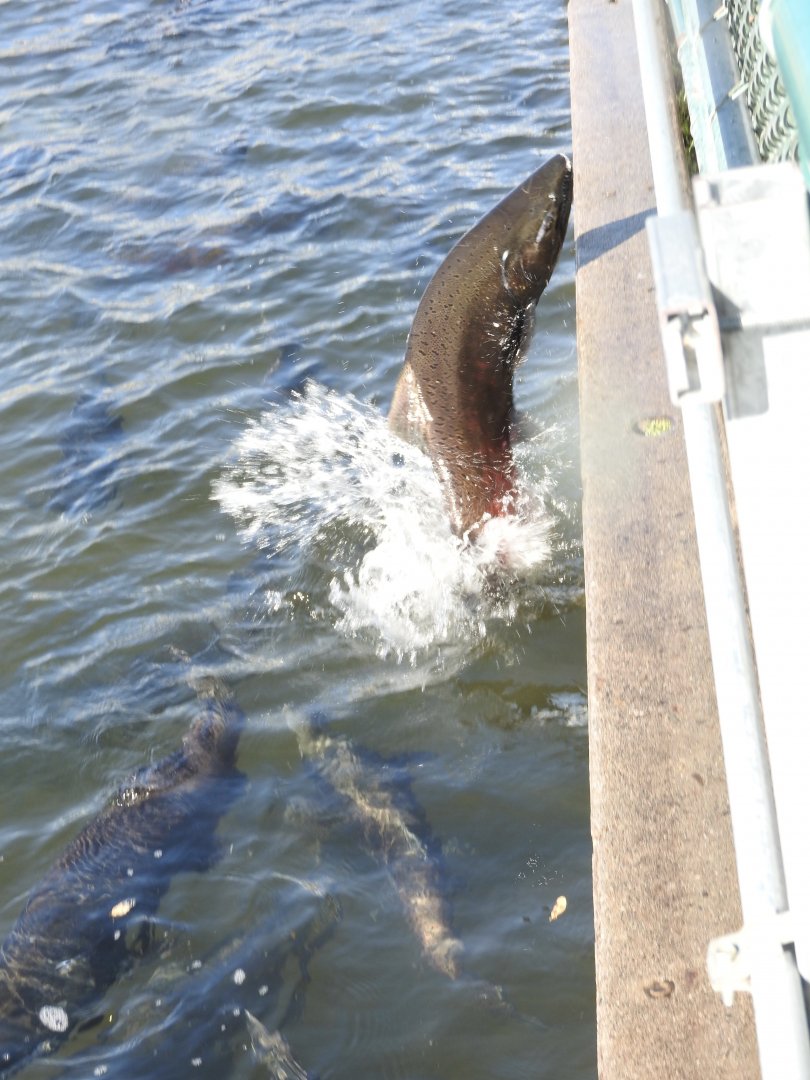 Fall run Chinook Salmon