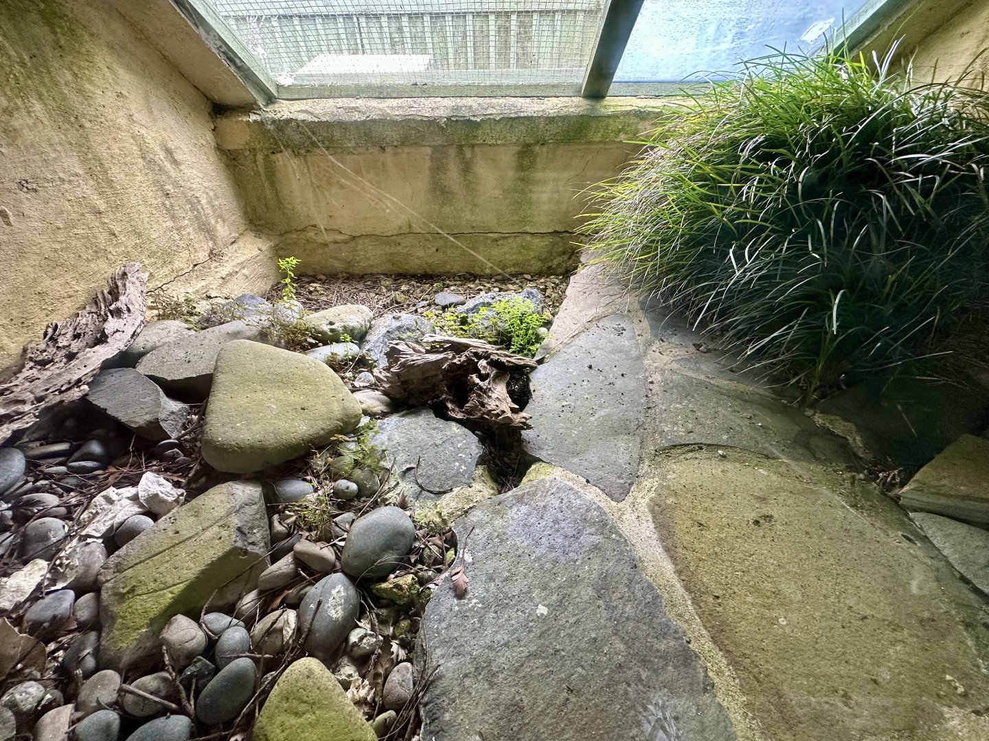 Falla’s Skink Exhibit