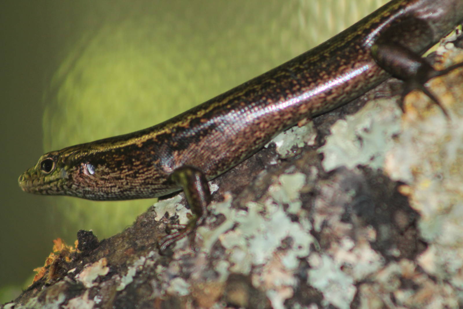 Falla's skink (Oligosoma fallai)
