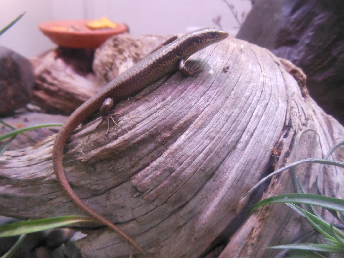 Falla's skink (Oligosoma fallai)