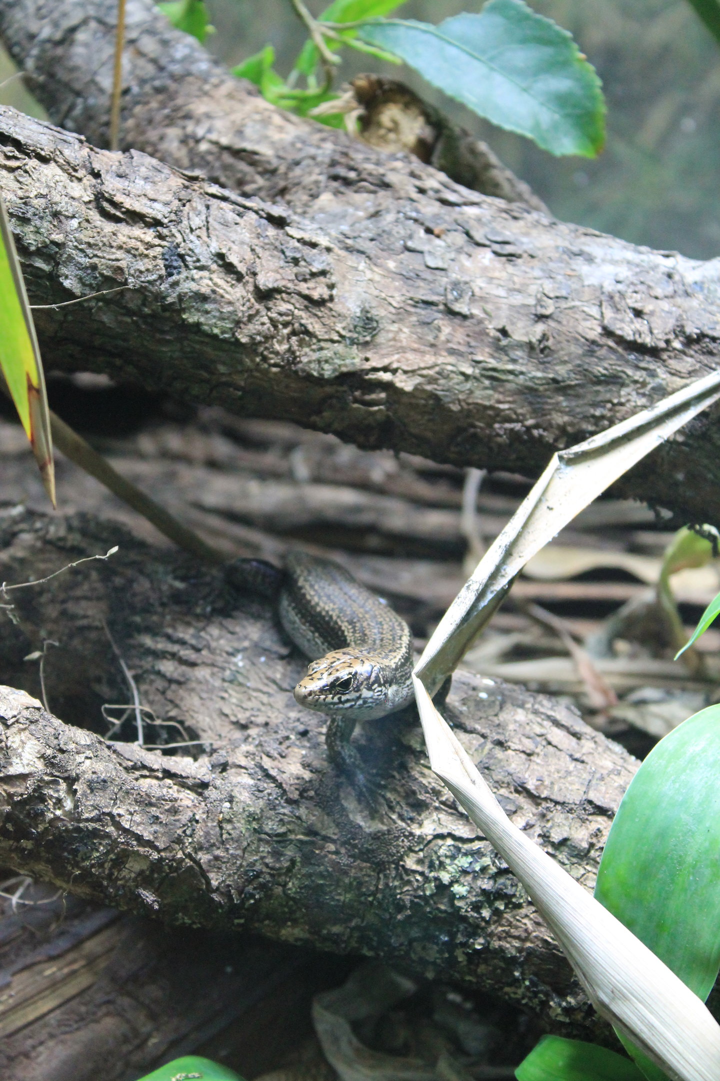 Falla's Skink (Oligosoma fallai)