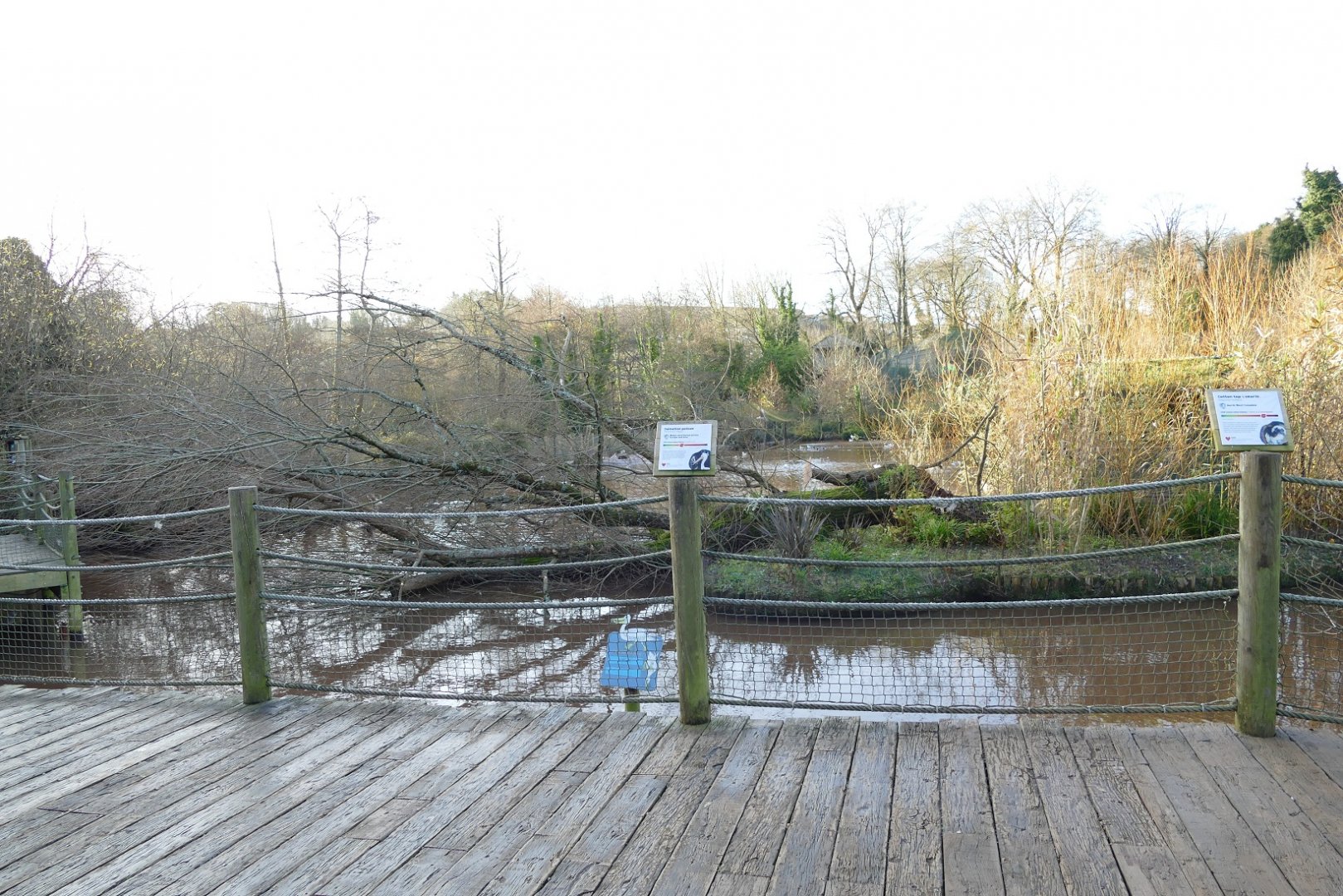Fallen tree, December 2019