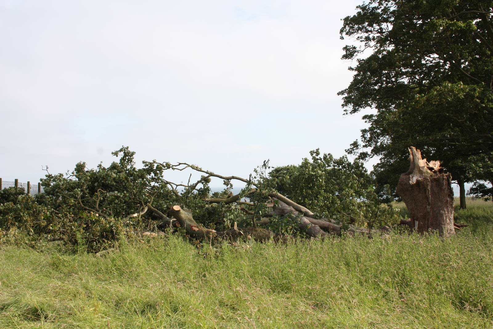 Fallen tree in the clifftop paddocks, 11th July 2014