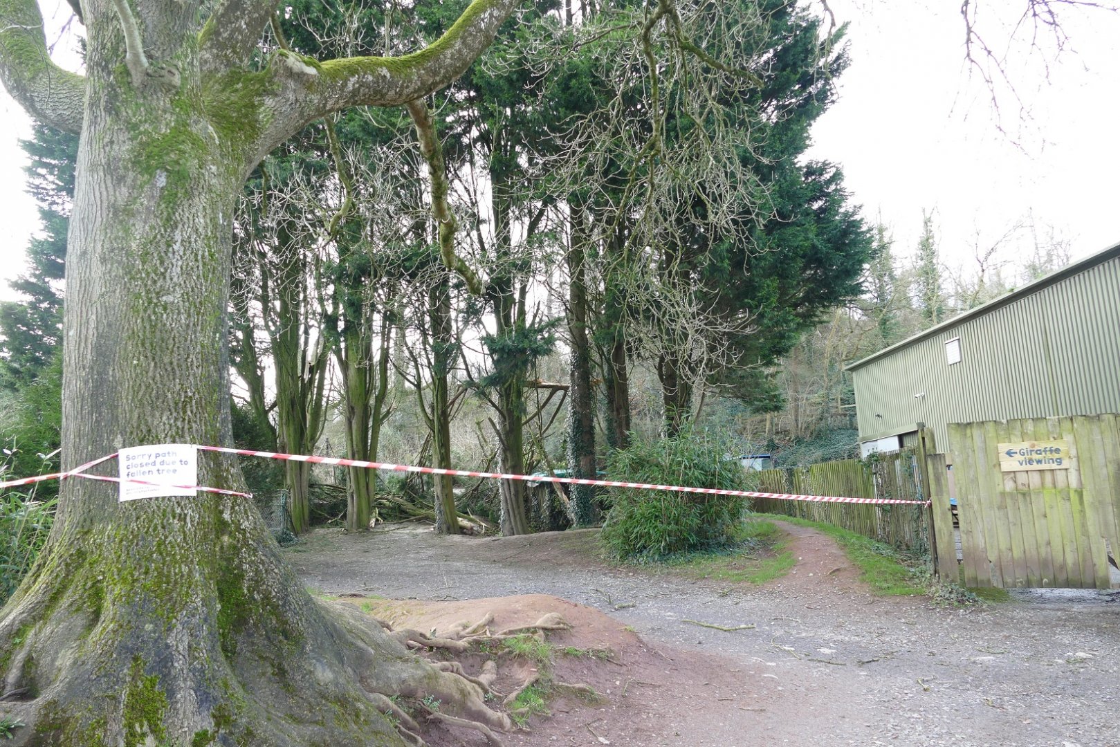 Fallen tree near the Takin, February 2020