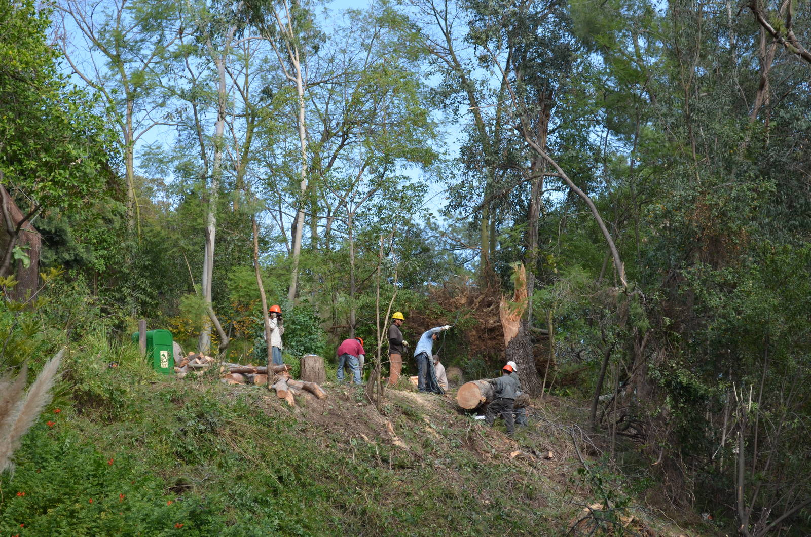 Fallen Tree Removal Crew