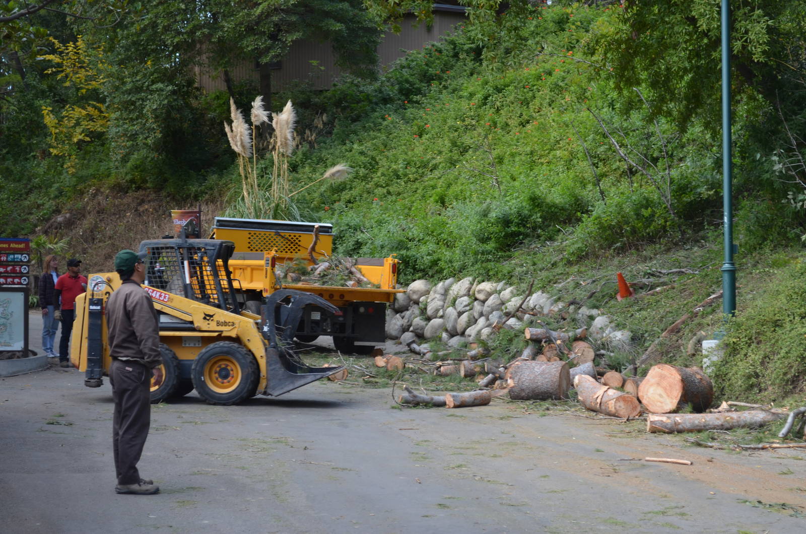 Fallen Tree Removal Crew