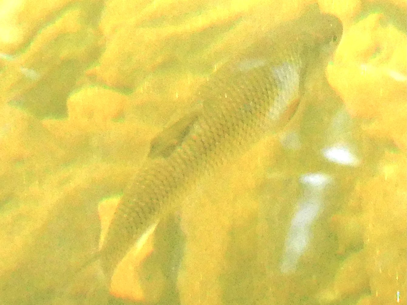 Fallfish