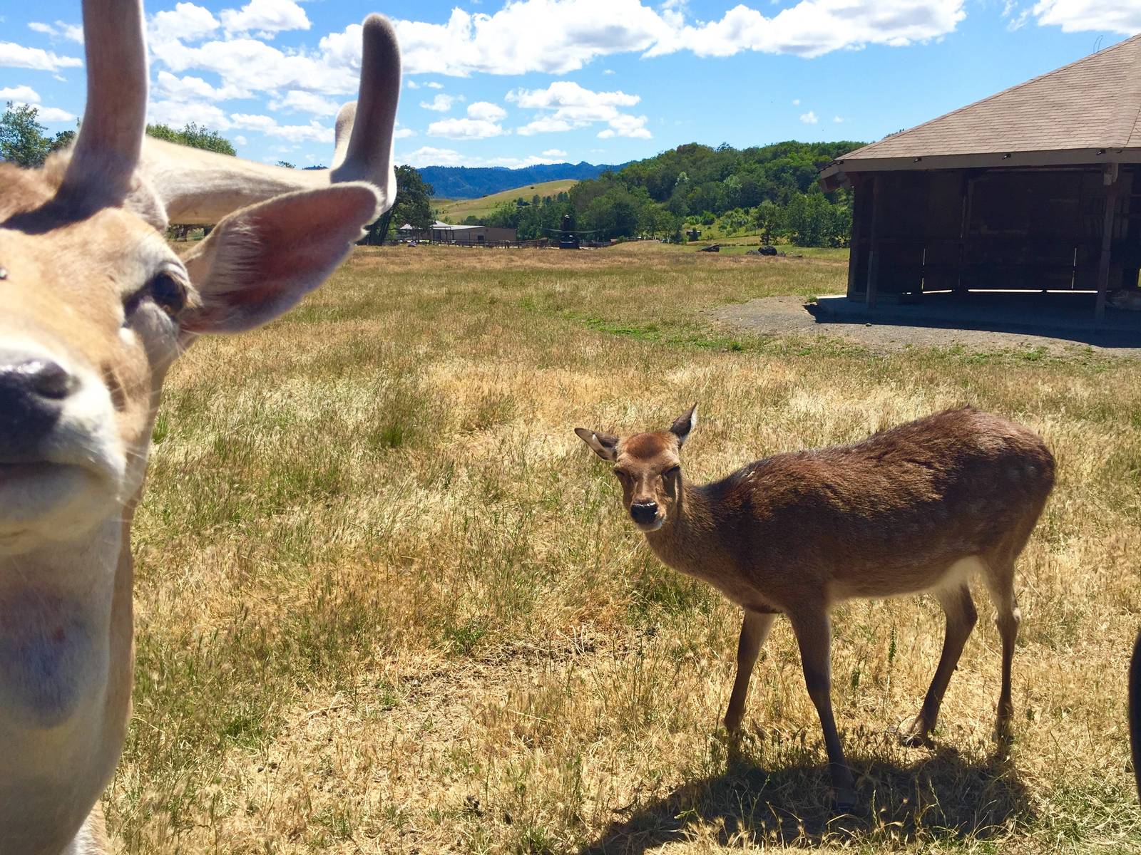 Fallow and Sika Deer - Asia Section