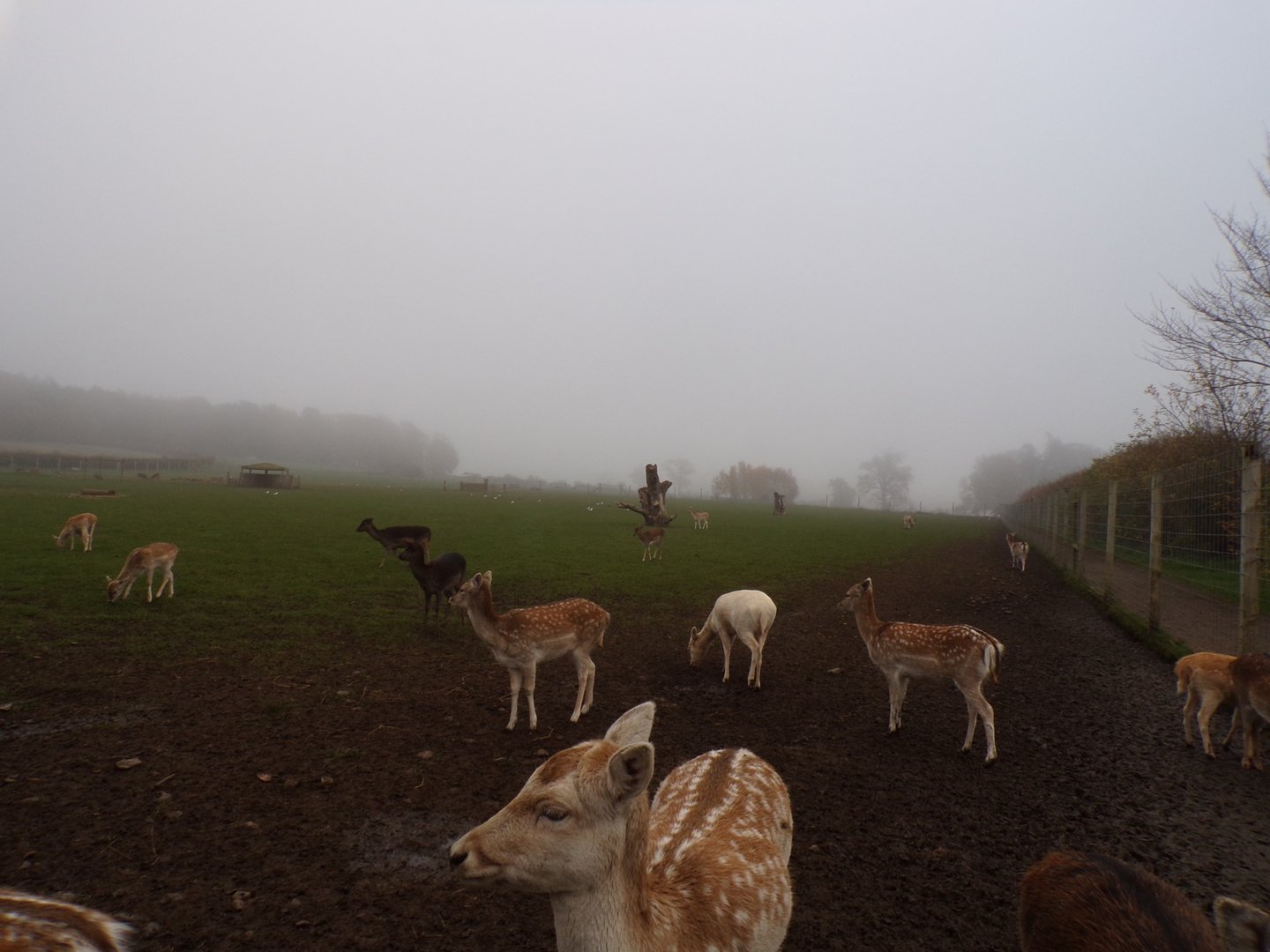 Fallow and Sika deer enclosure (2)