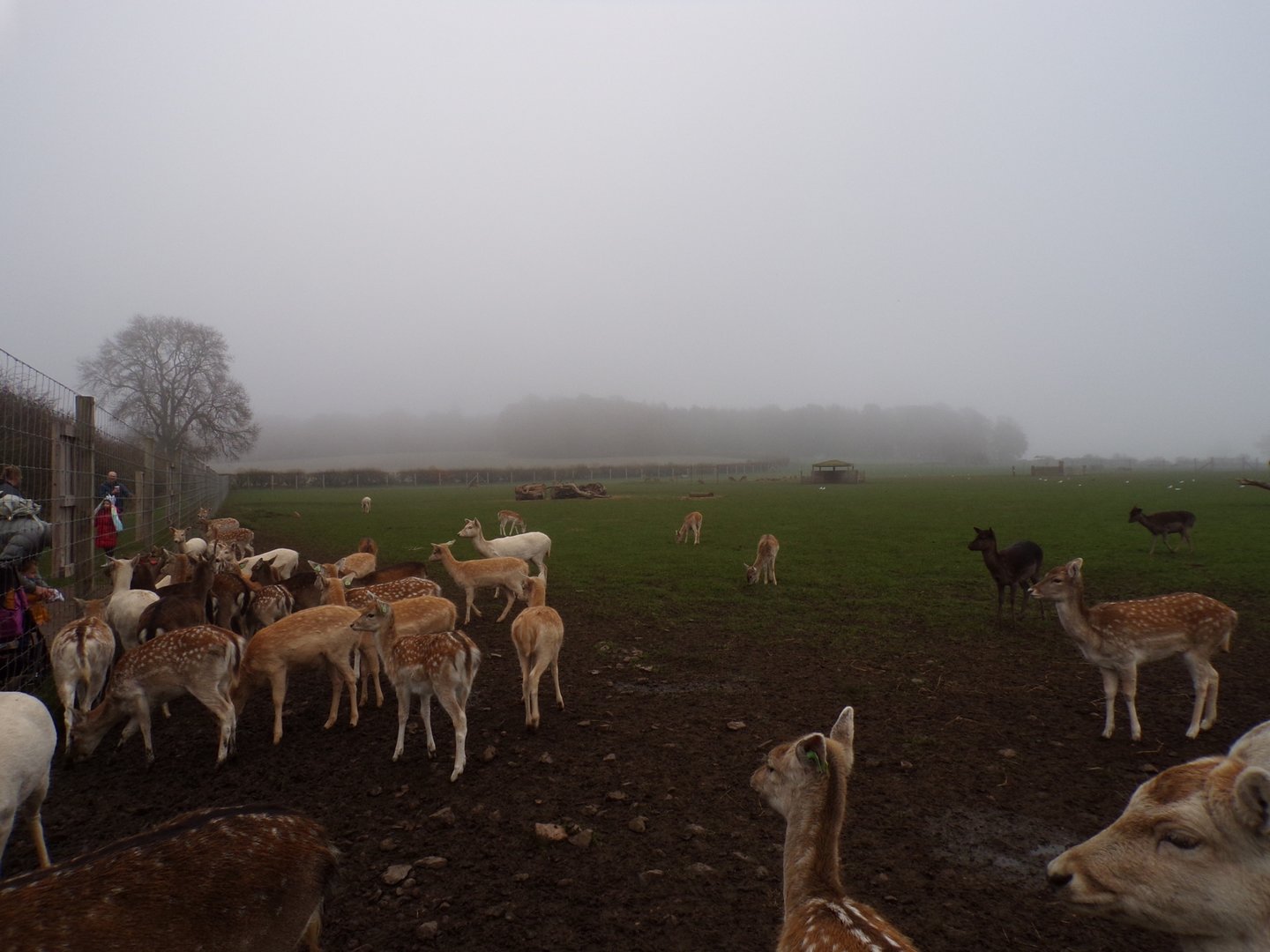Fallow and Sika deer enclosure