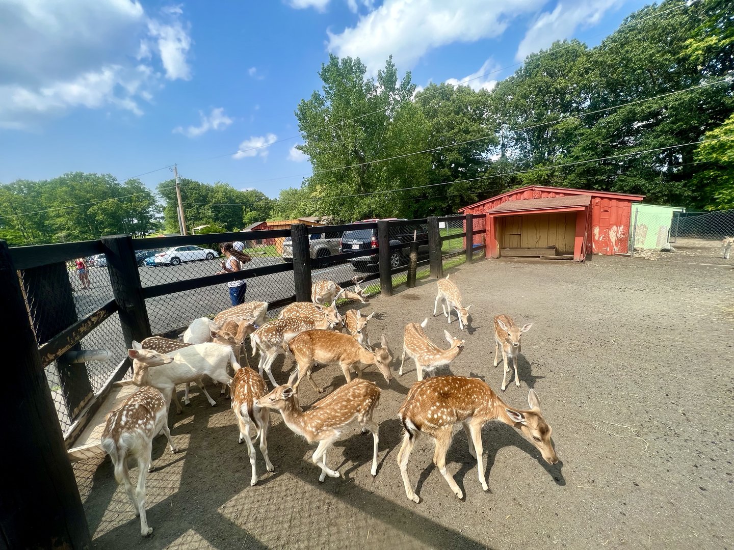 Fallow and Sika Deer