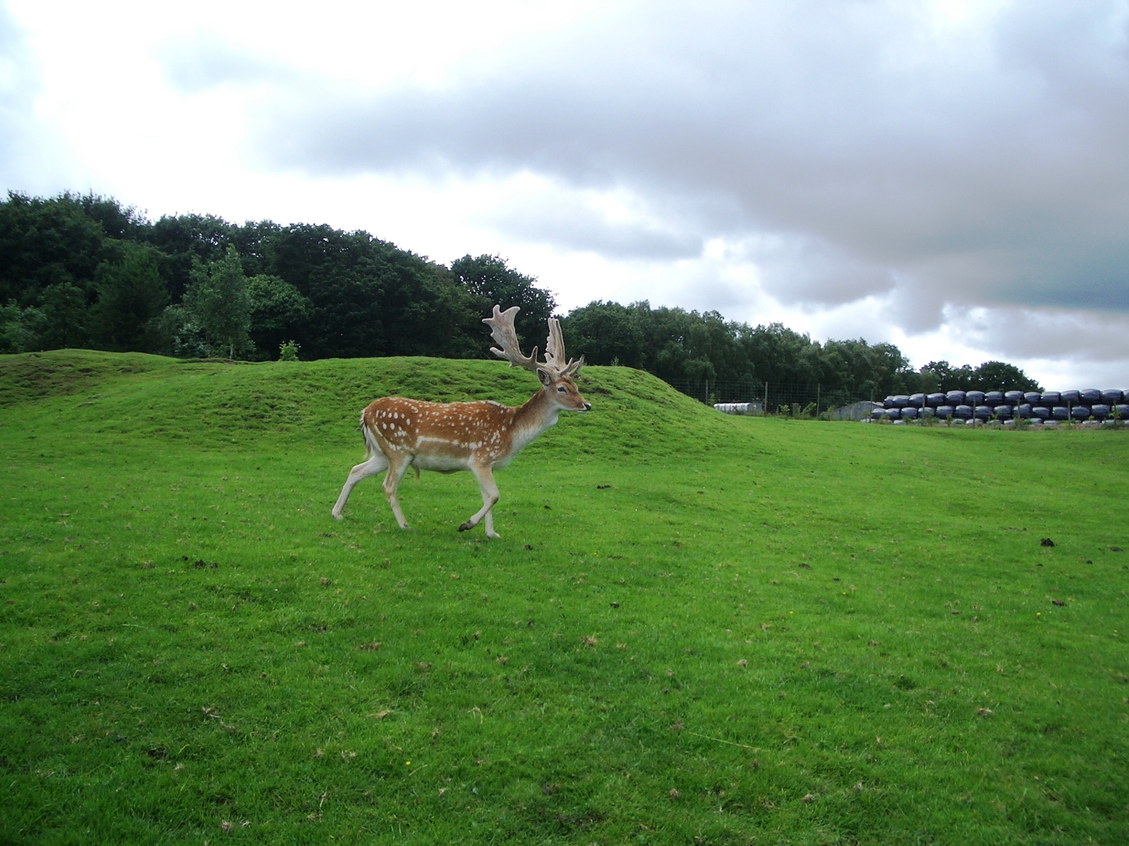 Fallow Deer - 07.08.2010