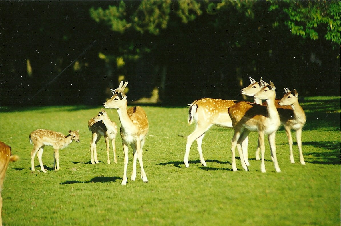 Fallow Deer 10th July 1999