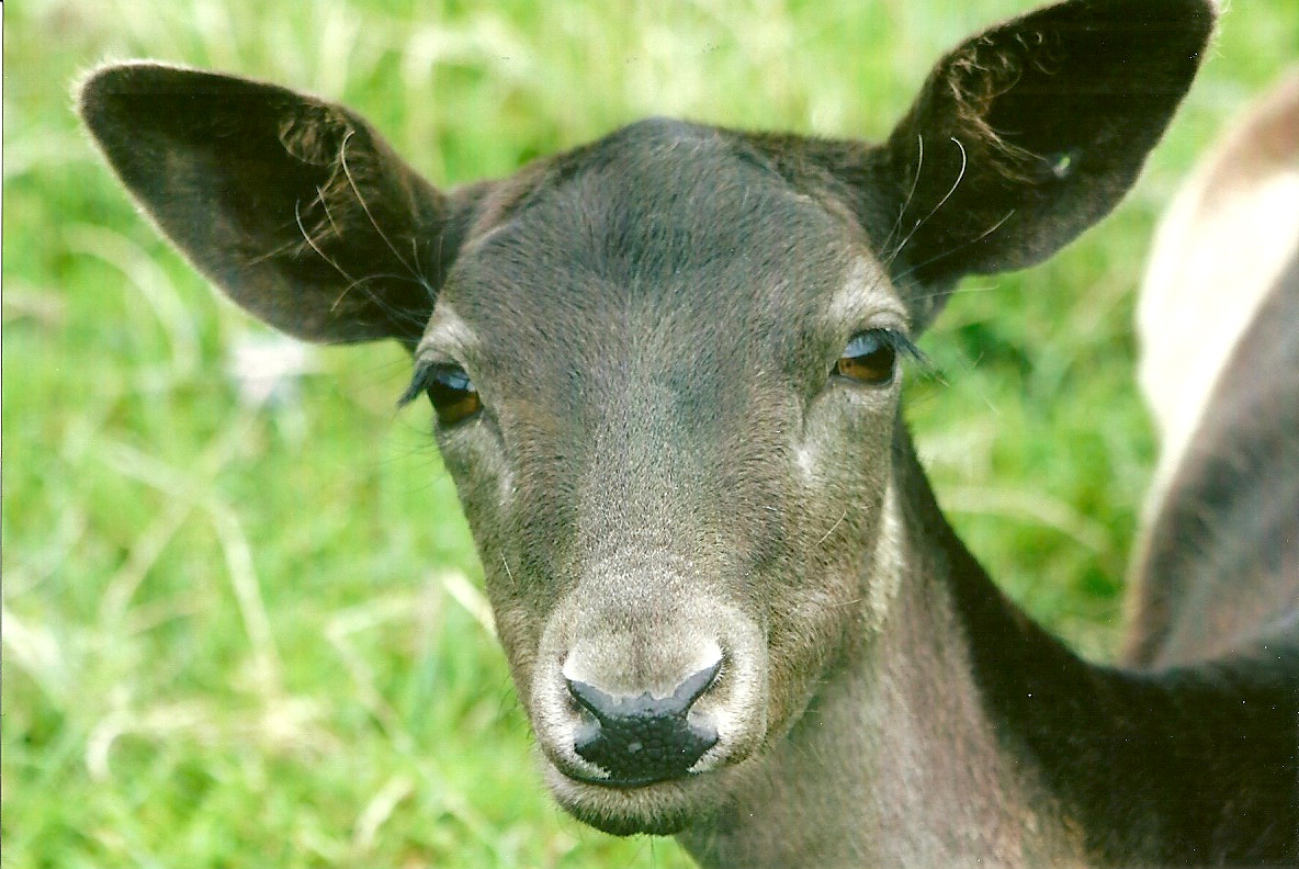 Fallow Deer 11th September 2012