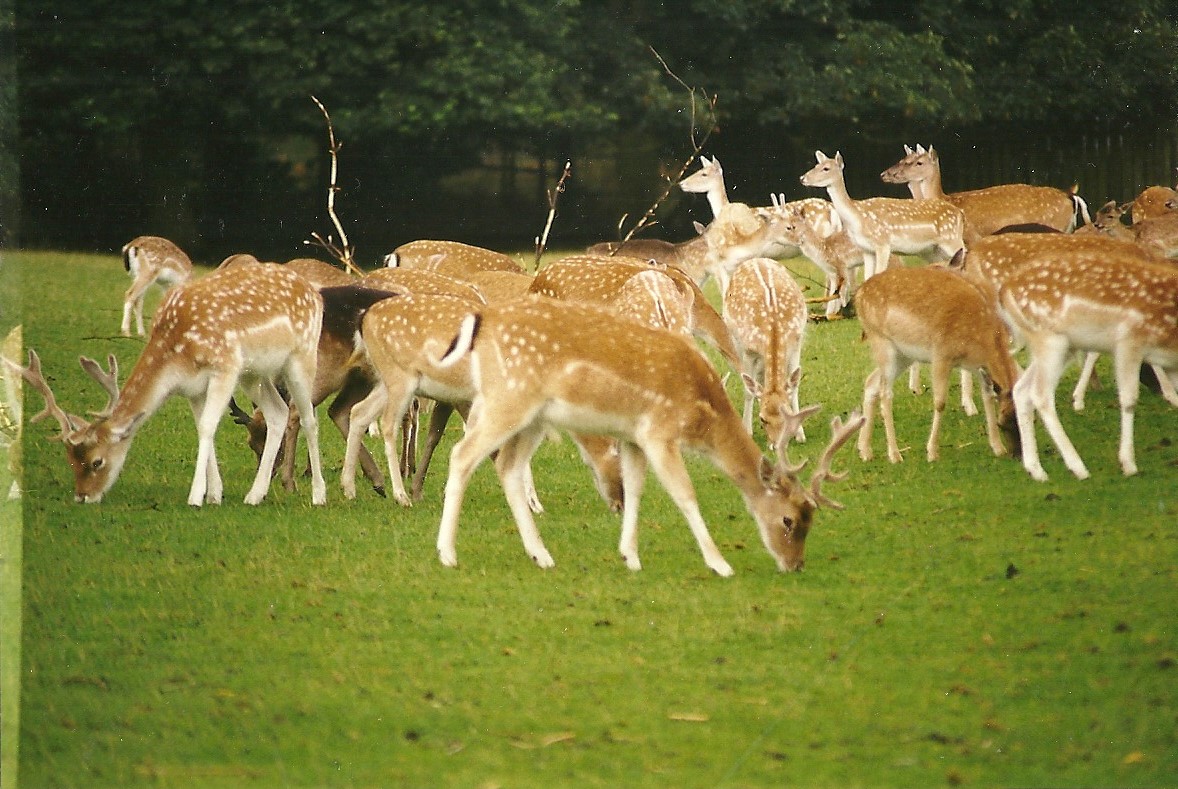 Fallow Deer 14th August 1999