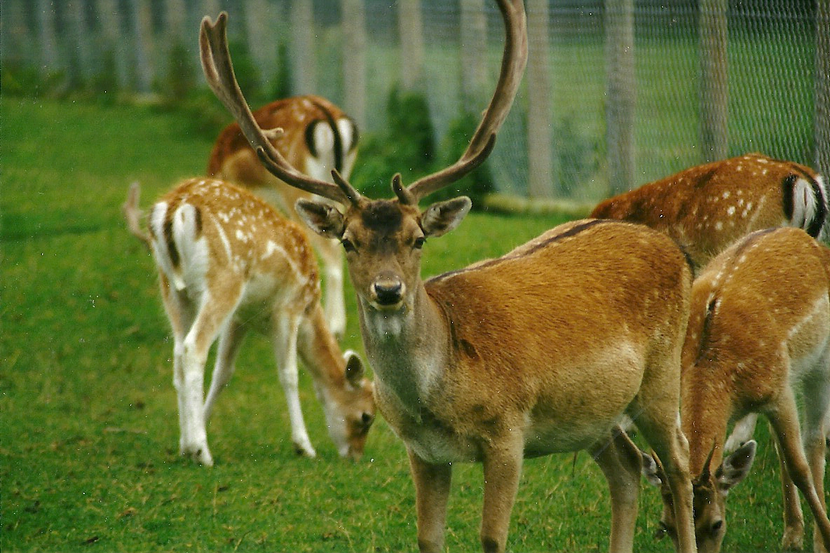 Fallow Deer 14th August 1999