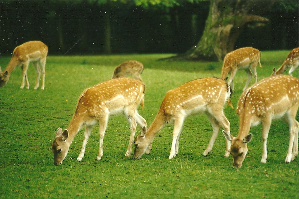 Fallow Deer 14th August 1999