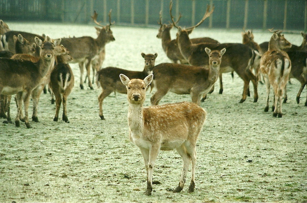 Fallow Deer 18th December 1999