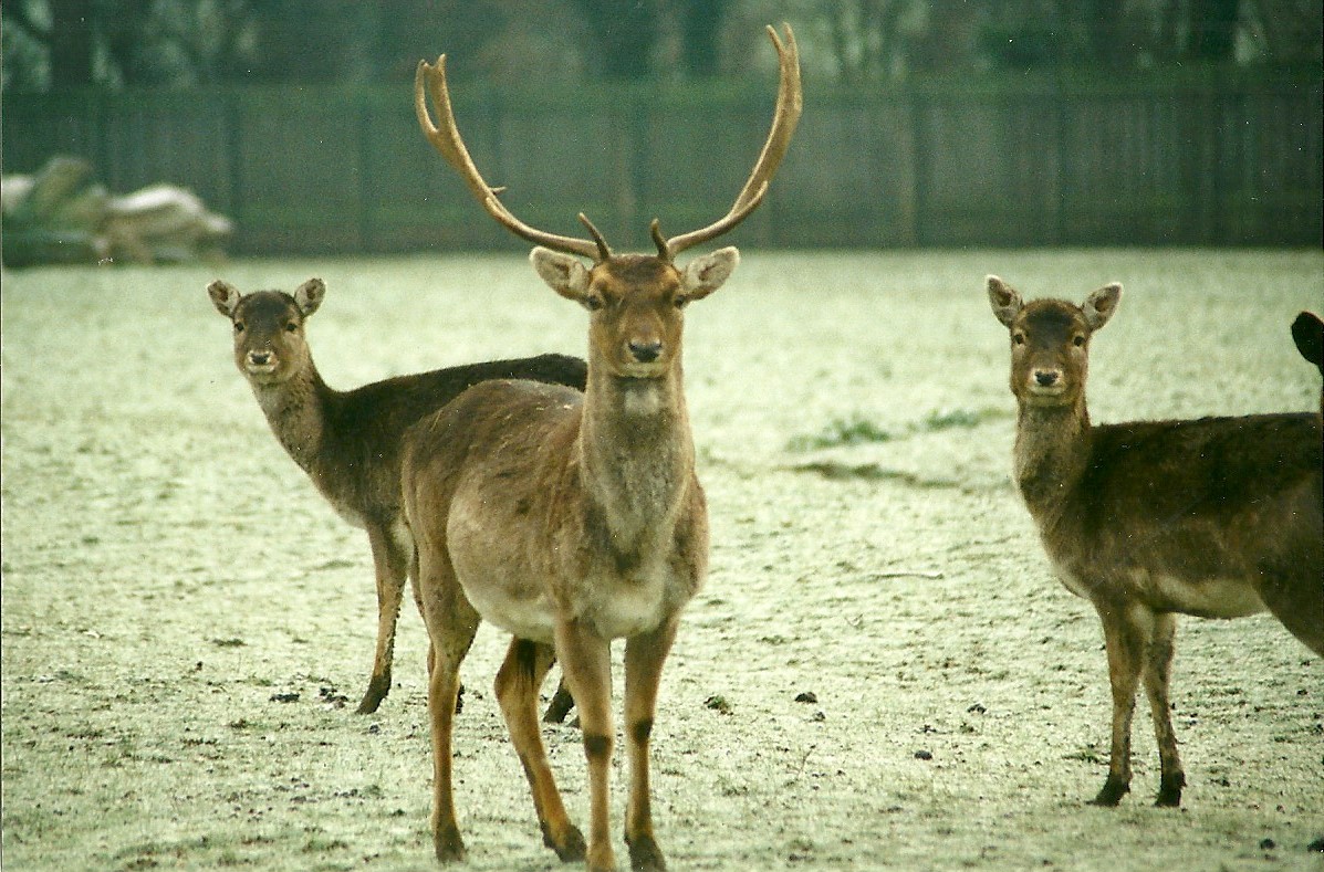 Fallow Deer 18th December 1999