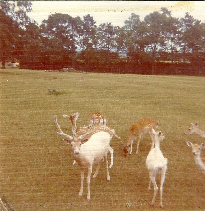 Fallow Deer 1976