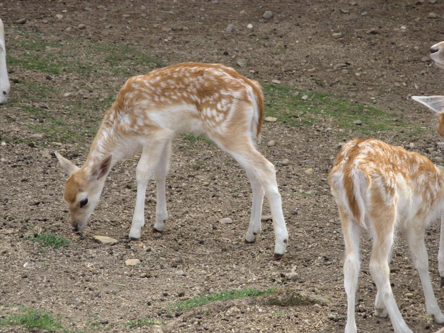 Fallow Deer (2007)