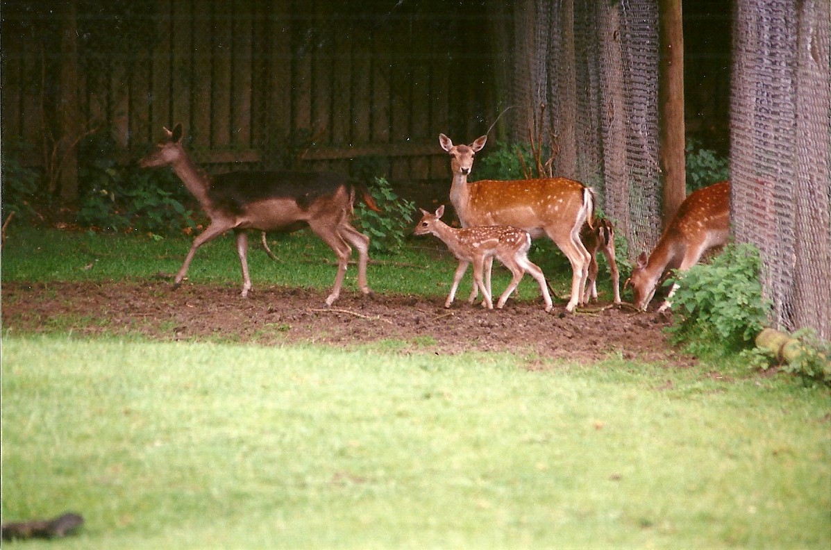 Fallow Deer 24th June 2000