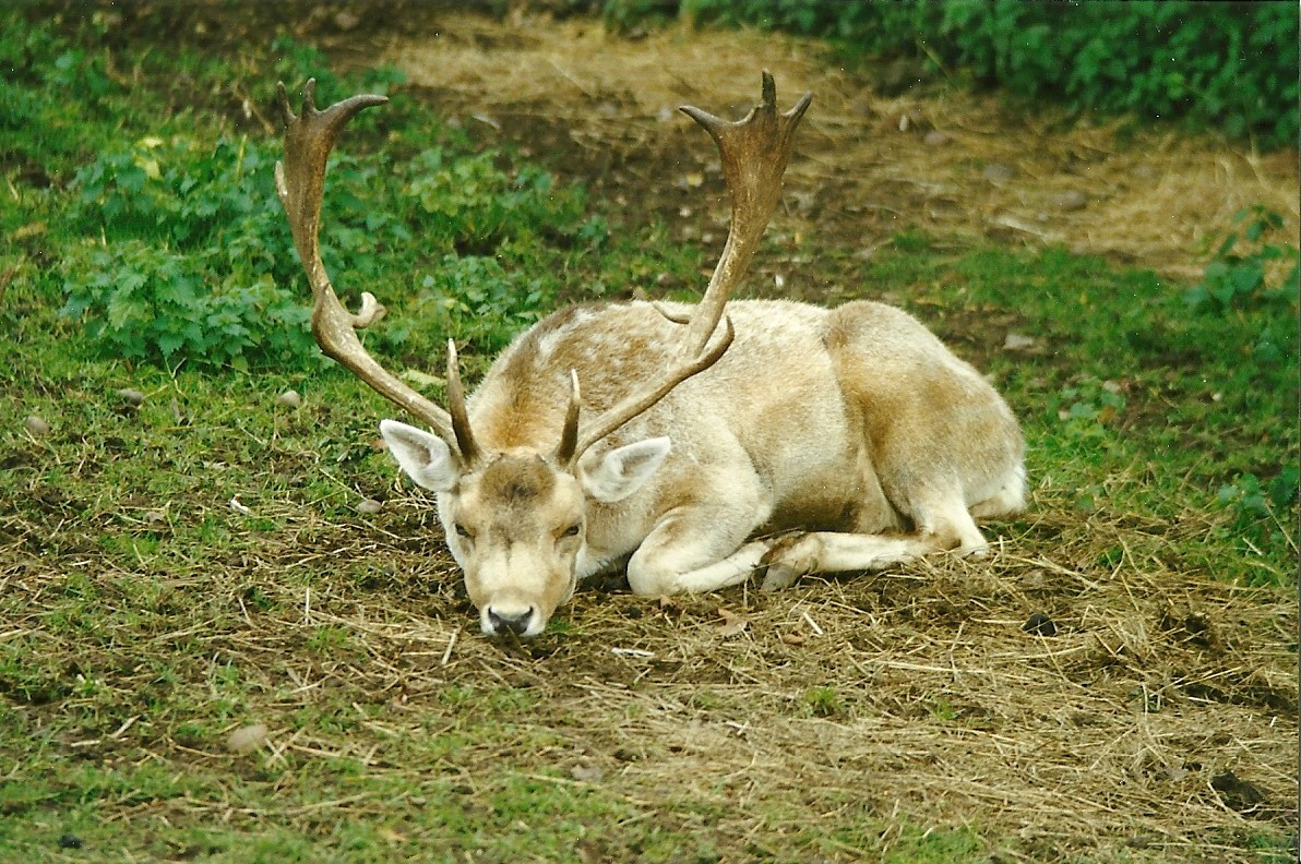 Fallow Deer 30th October 1997