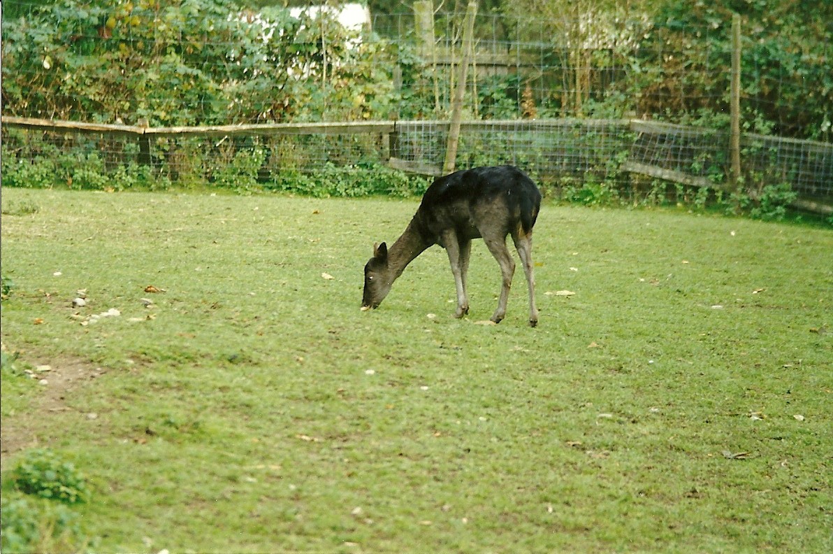 Fallow Deer 30th October 1997