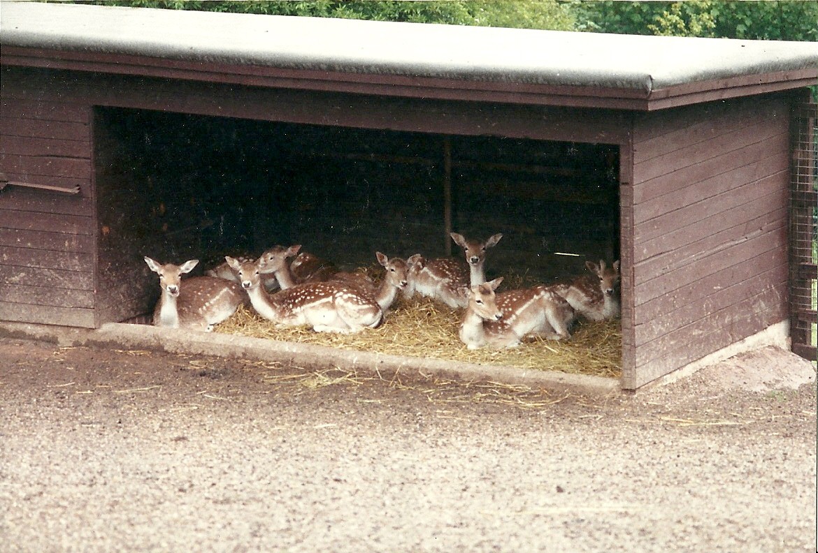 Fallow Deer 4th June 1994