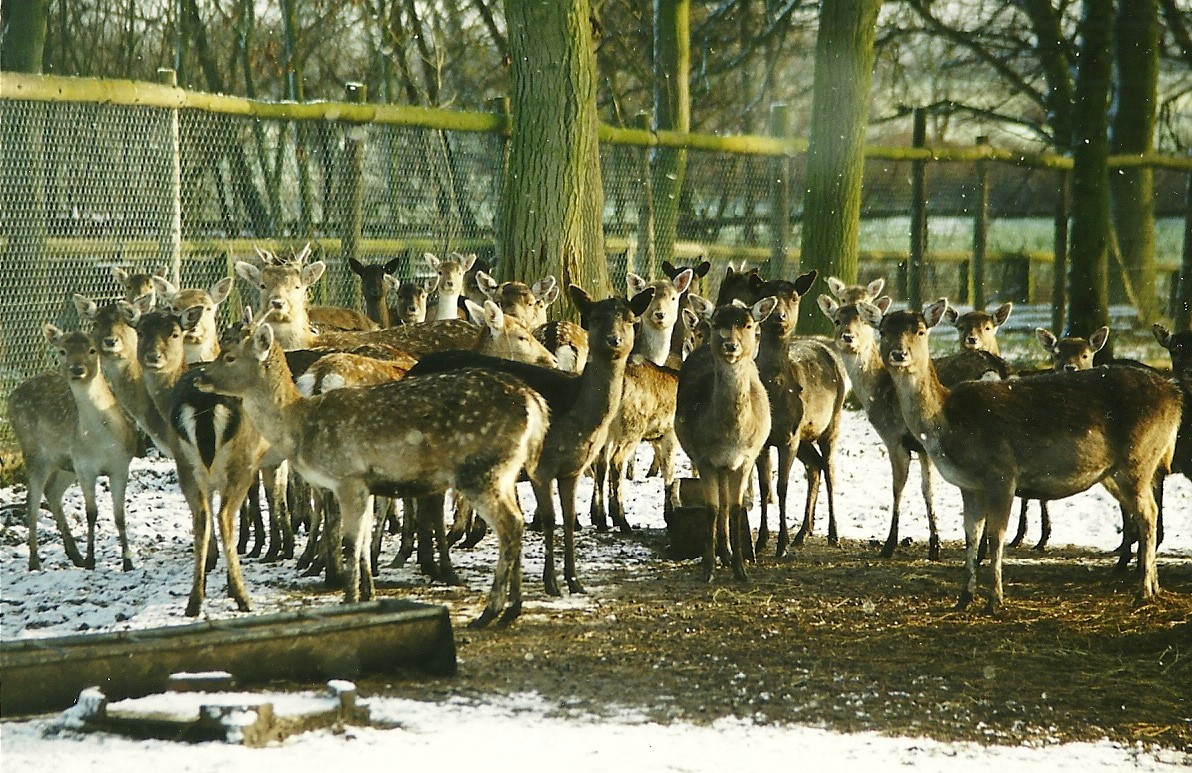 Fallow Deer 5th December 1998