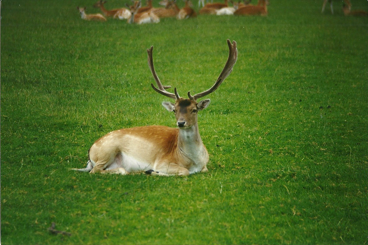 Fallow Deer 8th August 1998