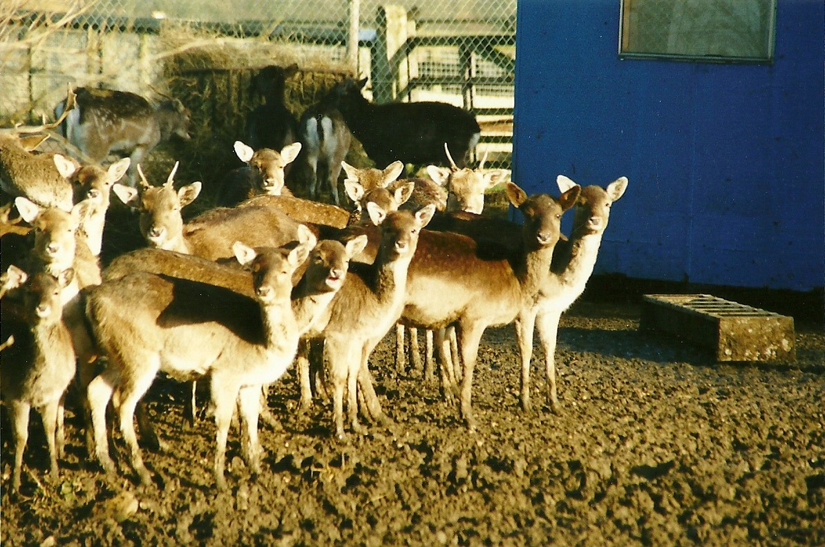 Fallow Deer 8th January 2000