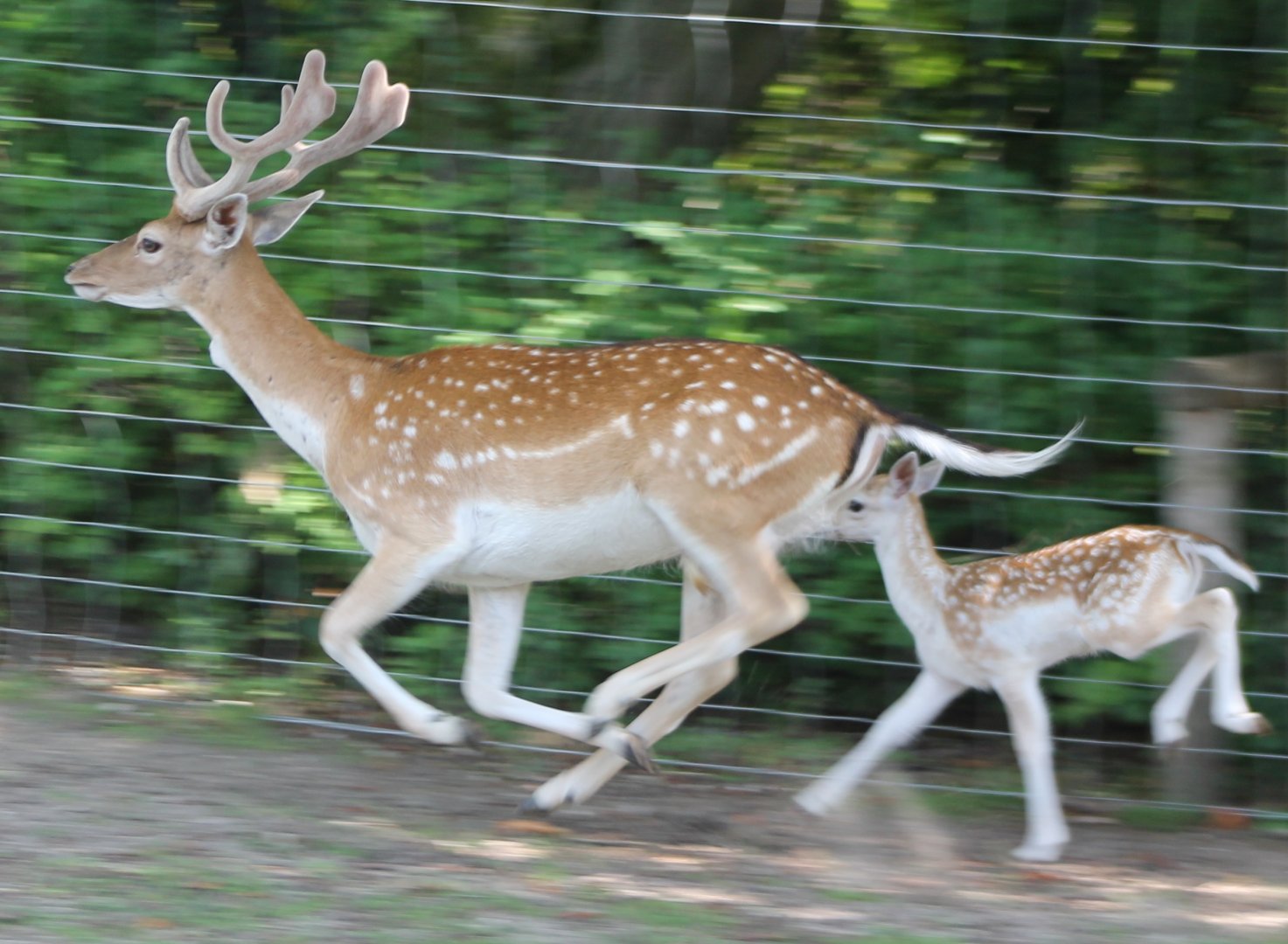 Fallow deer-action