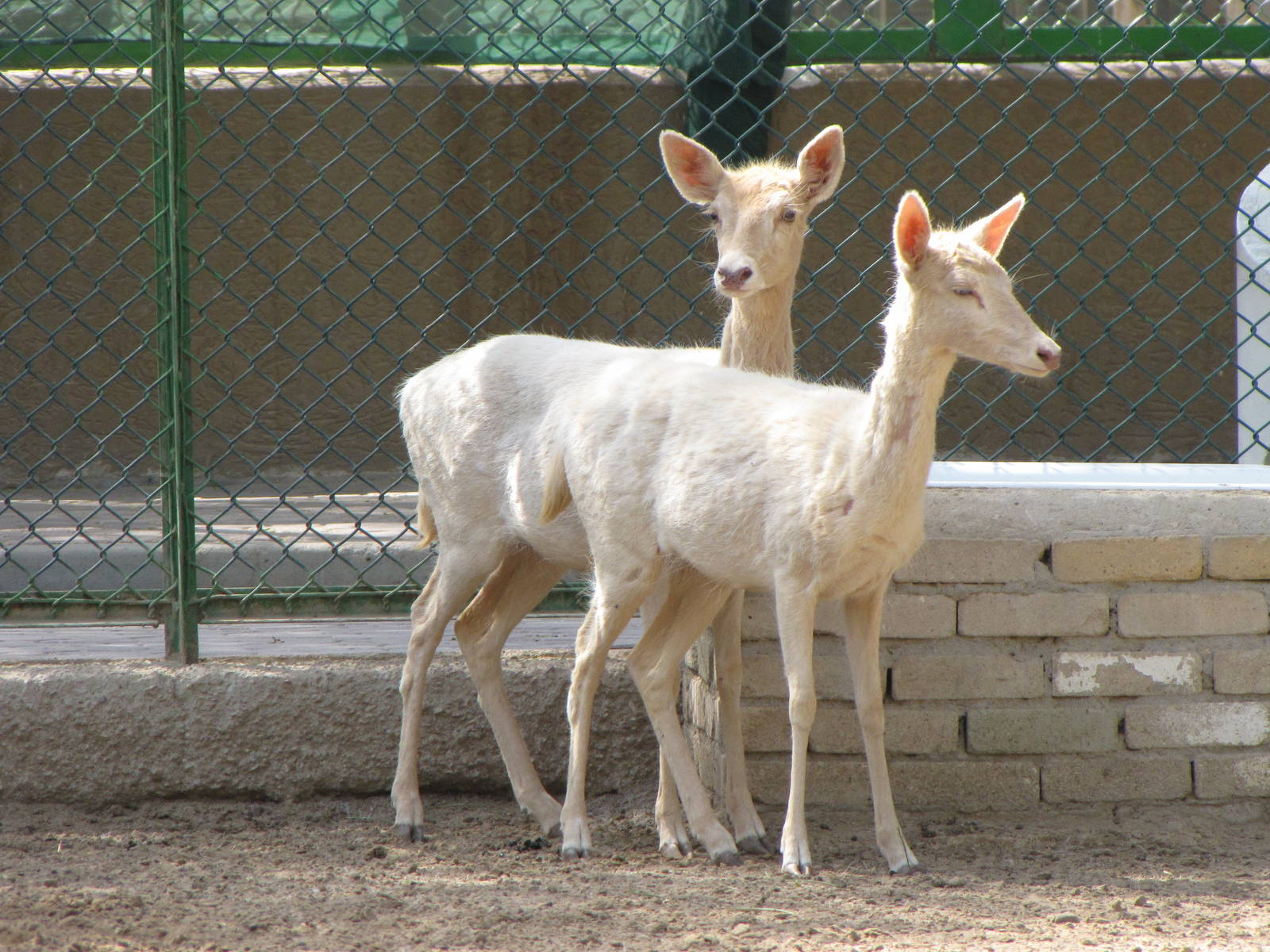 fallow deer-albino