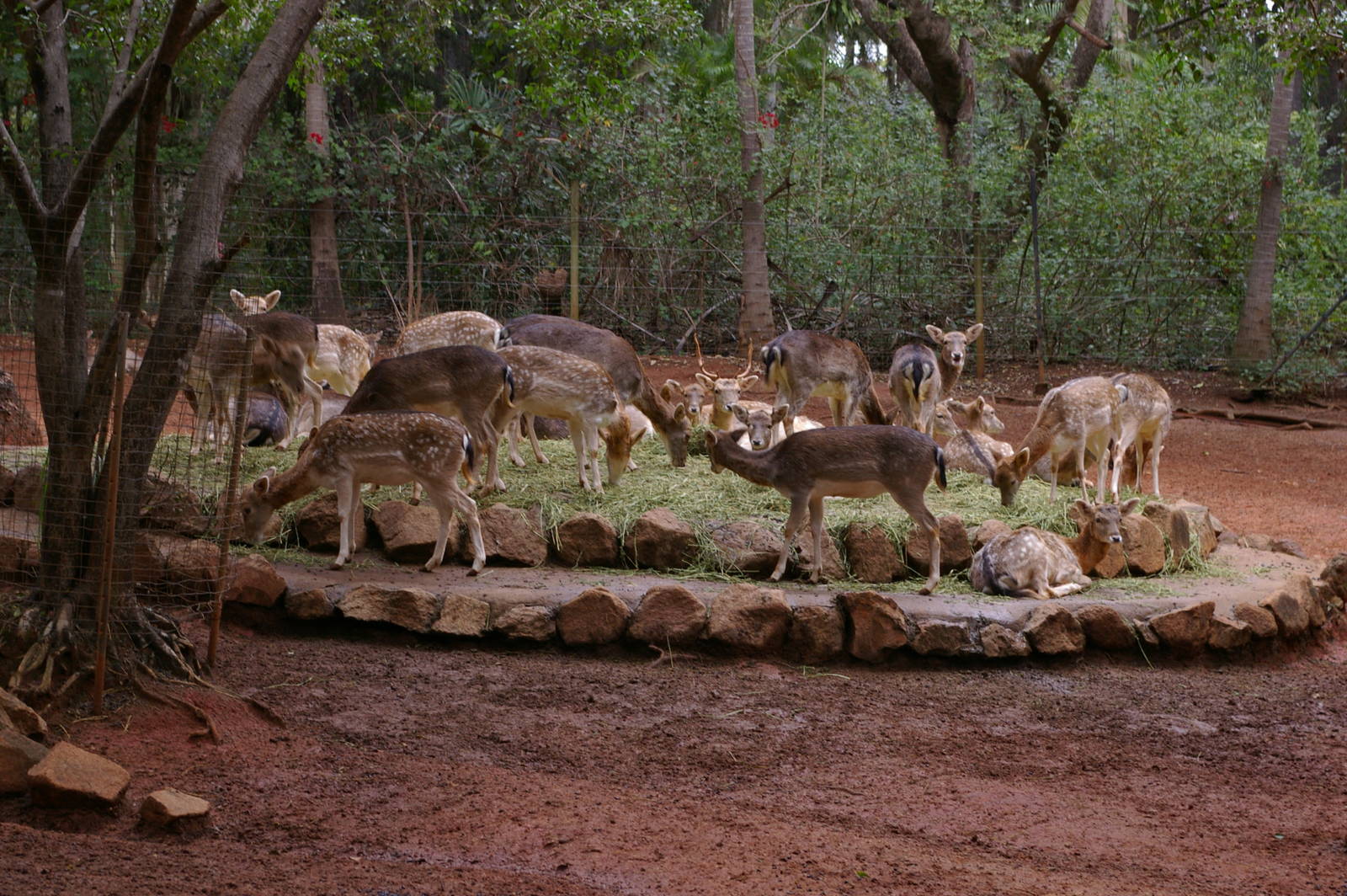 fallow deer, Alma Park Zoo