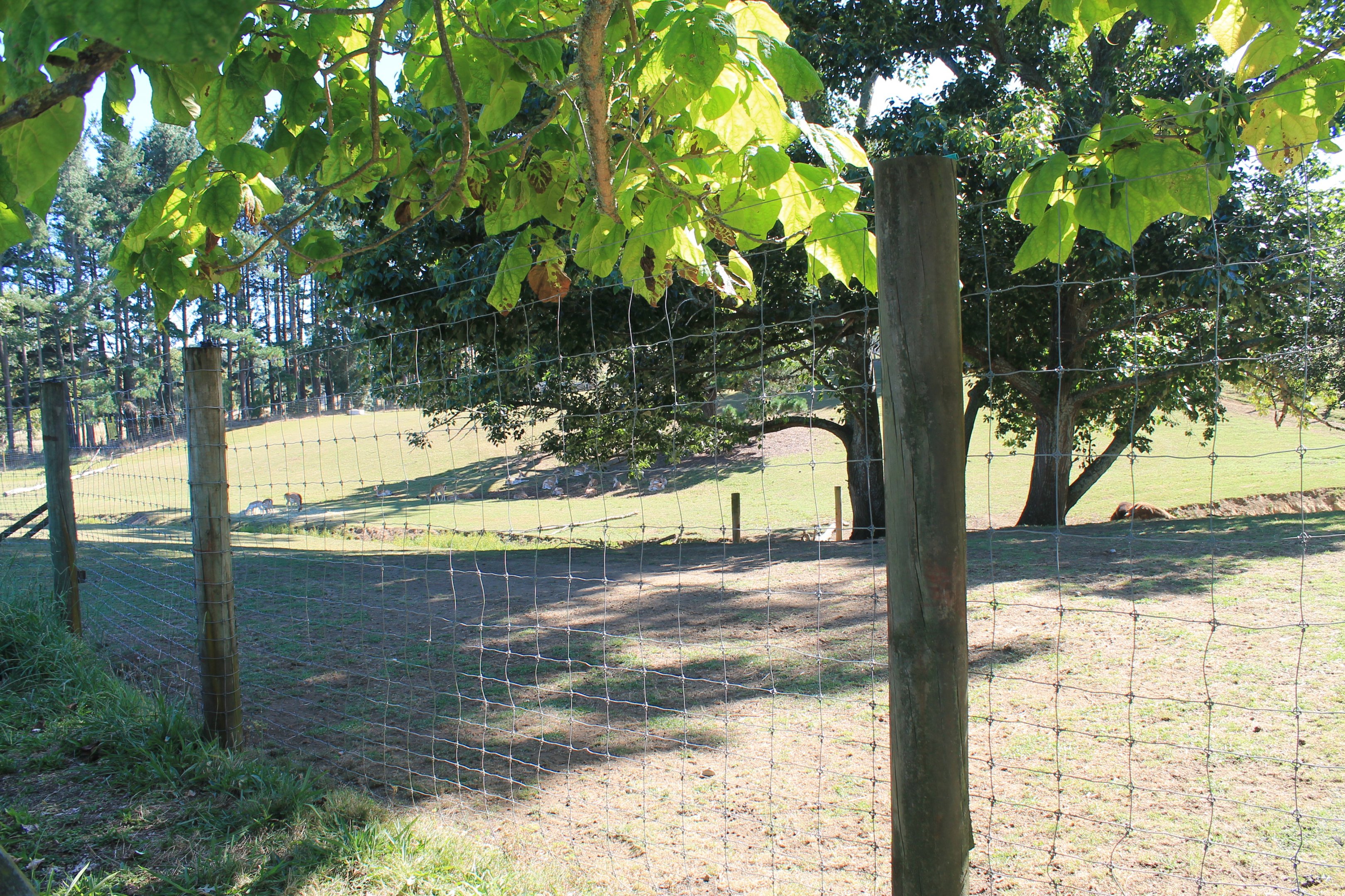 Fallow Deer / American Bison paddock