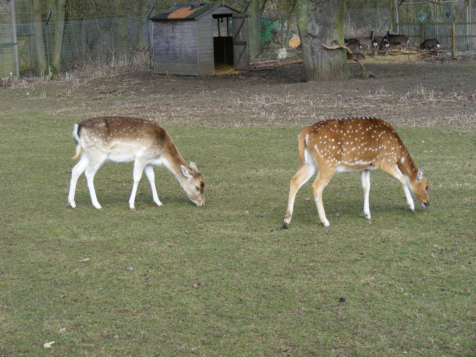 Fallow deer and axis deer in deer park at Beale Park, 13th March 2010