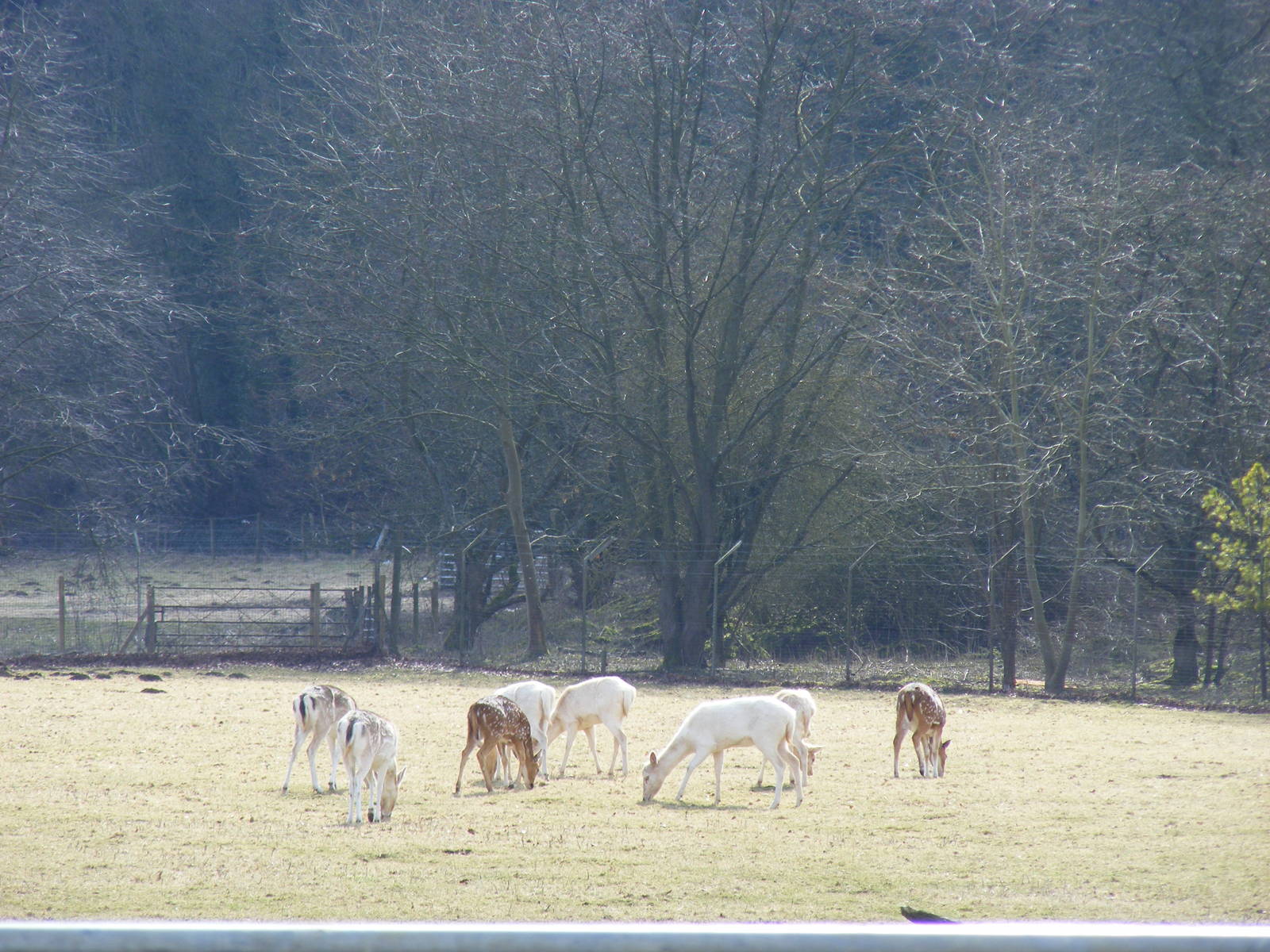 Fallow deer and axis deer in deer park at Beale Park, 13th March 2010