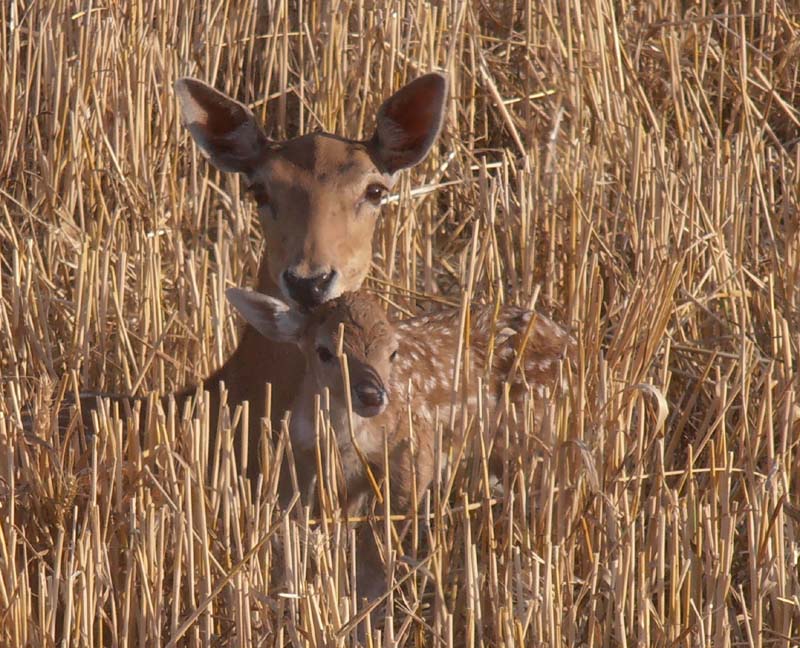 Fallow deer and Fawn
