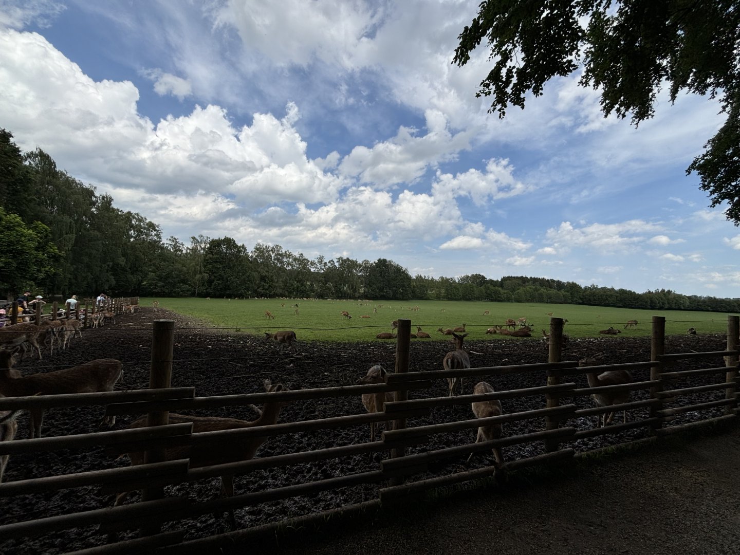 Fallow Deer and Feral Sheep Pasture at Wildpark Poing