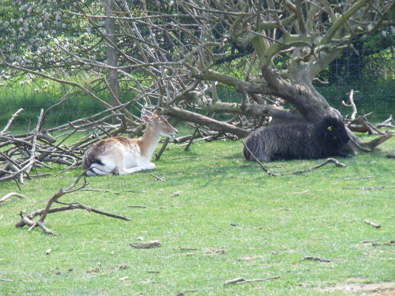 Fallow deer and Hebridean sheep at The Ark Animal Sanctuary, 22 April 2011